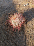 Red Barrel Cactus Bare Root Plant 8x8 Inch - Echinocactus grusonii, Drought-Tolerant Succulent, Indoor Outdoor, Vibrant Red Color