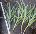 Aloe Arborescens Cuttings - 4 Healthy Aloe Vera Plant Cuttings for Propagation