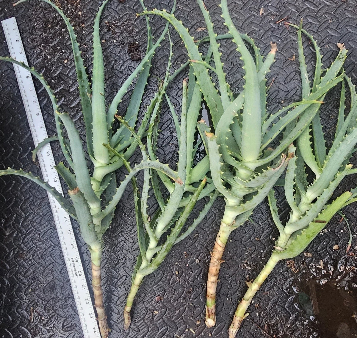 Aloe Arborescens Cuttings - 4 Healthy Aloe Vera Plant Cuttings for Propagation