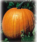 Pumpkin Seeds - 100 Count - Jack O' Lantern Heirloom Cucurbita pepo Non-GMO for Growing Pumpkins & Fall Decorations