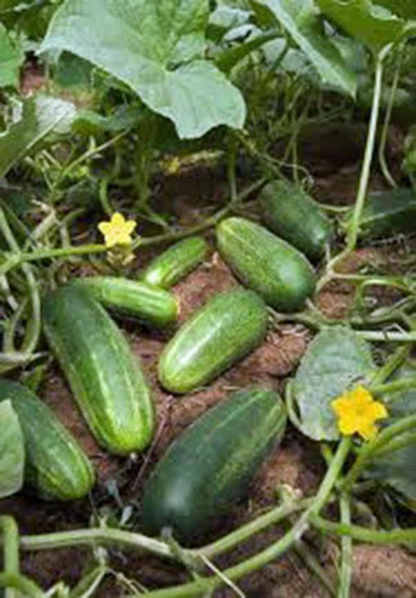 Heirloom Cucumber Seeds 100 Non-GMO Marketer Variety Cucumis sativus for Garden, Salad, Pickling