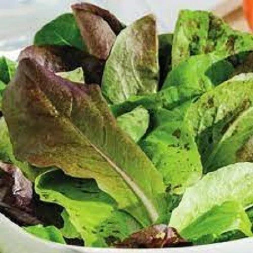 Organic Heirloom Romaine Lettuce Seeds - Trio Pack, Non-GMO, Salad Greens, Lactuca sativa