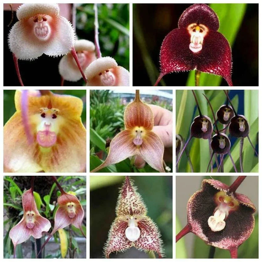 Monkey Face Orchid Seeds Mix – 50pcs Dracula simia Epiphytic Orchid for Bonsai & Garden Display