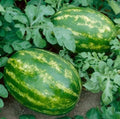Sweet Watermelon Seeds, Picnic Size, Jubilee Variety, Citrullus lanatus, Non-GMO Seed Packet