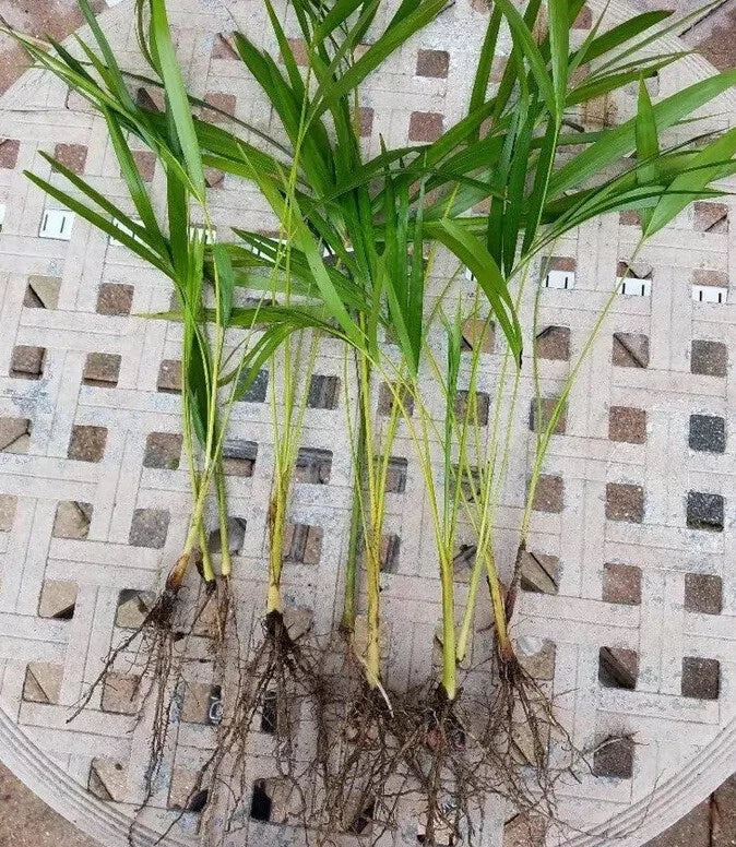 Areca Palm Seedlings 8” Fully Rooted Live Plants Dypsis lutescens Indoor Outdoor Tropical