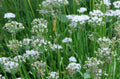 Garlic Chives Seeds - 100+ Allium tuberosum Perennial Herb for Cooking & Gardening