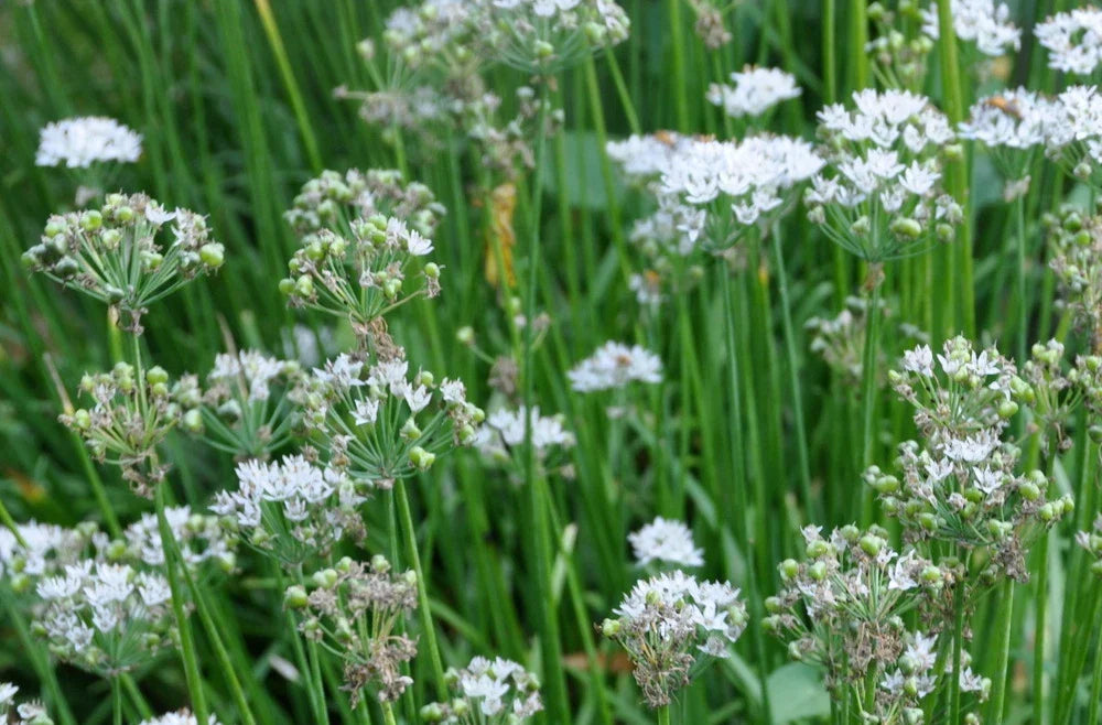 Garlic Chives Seeds - 100+ Allium tuberosum Perennial Herb for Cooking & Gardening