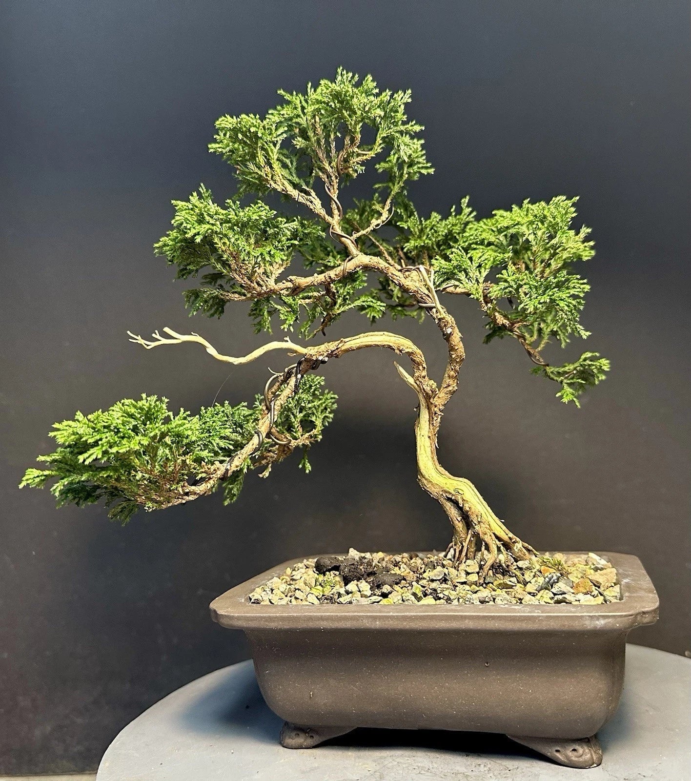 Mame Bonsai Tree 9 Inches Tsukumo Cypress Chamaecyparis Pisifera in Chinese Pot, Compact Decorative Bonsai for Indoor & Outdoor