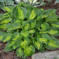 Hosta Pocketful of Sunshine Perennial in 5.25" Pot, Shade-Tolerant, Golden Foliage, Well-Rooted, Compact, Hosta 'Pocketful of Sunshine'
