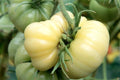 White Wonder Beefsteak Tomato Seeds – Heirloom, Non-GMO, Large White Tomatoes, Solanum lycopersicum, 30 Seeds
