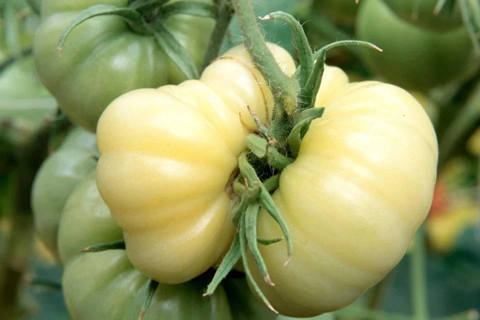 White Wonder Beefsteak Tomato Seeds – Heirloom, Non-GMO, Large White Tomatoes, Solanum lycopersicum, 30 Seeds