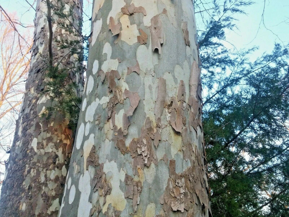 American Sycamore Seeds 150 Count Platanus occidentalis Tree for Landscaping & Garden