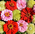 Zinnia Seeds Pink Lemonade Mix Non-GMO Attracts Butterflies Hummingbirds Zinnia elegans Seed Packet