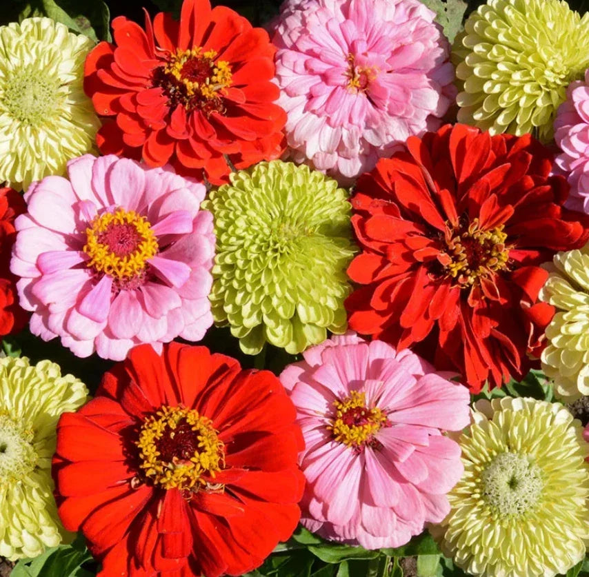 Zinnia Seeds Pink Lemonade Mix Non-GMO Attracts Butterflies Hummingbirds Zinnia elegans Seed Packet