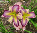 Daylily Plants - 2 Pack - Exotic Starfish Rebloomer - Hemerocallis 'Exotic Starfish' - Vibrant Yellow Orange Flowers