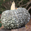 Marina Di Chioggia Squash Seeds – Heirloom Cucurbita maxima, Non-GMO, Vining, 25+ Seeds for Garden Planting