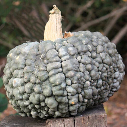 Marina Di Chioggia Squash Seeds – Heirloom Cucurbita maxima, Non-GMO, Vining, 25+ Seeds for Garden Planting