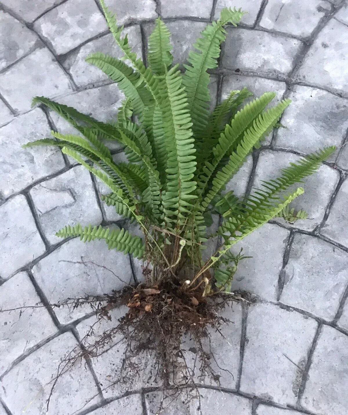 Boston Sword Fern Live Plants Bundle - 12 Bare Root Nephrolepis exaltata