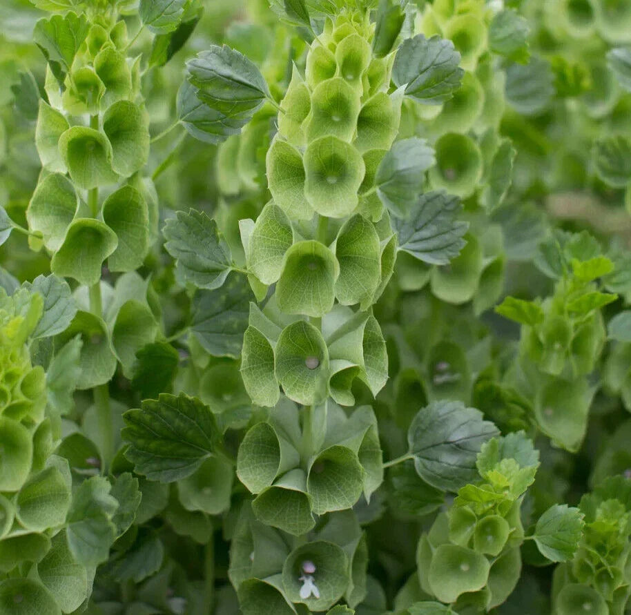 Bells of Ireland Seeds - 200+ Fragrant Annual Cutflower - Moluccella laevis for Gardens & Floral Arrangements