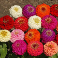 Zinnia Seeds, 150+ Heirloom Non-GMO Lilliput Variety, Colorful Garden Flowers, Zinnia elegans Seed Packet