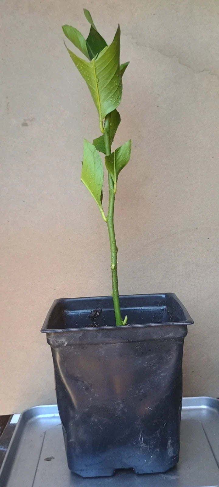 Eureka Lemon Rooted Cuttings 6-inch, Fast-Growing Citrus limon for Indoor & Outdoor Gardening