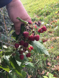 Organic Raspberry & Mint Bushes Plants - Heritage Variety Bare Root 5 Pack for Home Gardens