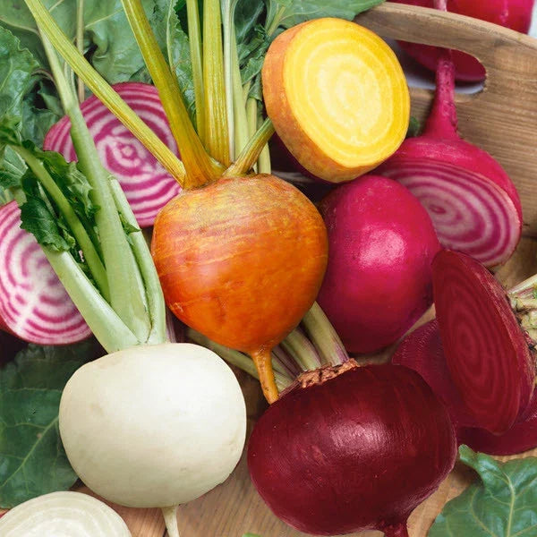 Rainbow Mix Beet Seeds – 4 Varieties, Beta vulgaris, Detroit Dark Red, Golden, Chioggia, White, Heirloom, Garden Seeds