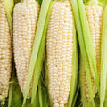 Bulk Silver Queen Sweet Corn Seeds – Treated Zea mays for Summer Harvest, Fast Shipping