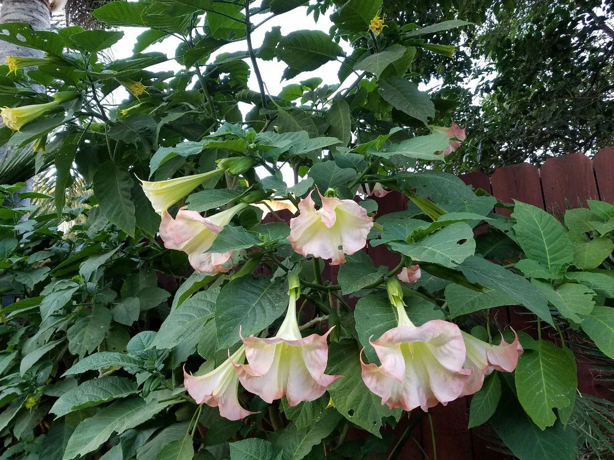 Pink Beauty Angel Trumpet Plant - XL Fully Rooted Brugmansia with Large Pink Fragrant Flowers