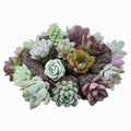 Assorted Succulent Plants Set of 10 Varieties - Live Indoor/Outdoor Succulents - Drought-Resistant, Low-Maintenance, No Planter Included