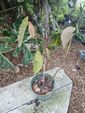 Angelwing Begonia Plant 5" Pot | Begonia Maculata Wightii | Spotted Polka Dot Live Houseplant