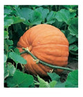 Big Max Giant Pumpkin Seeds - Heirloom Cucurbita maxima for Prizewinning Pumpkins - 10 Seeds