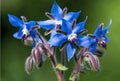 Borage Seeds 50+ Pack Non-GMO Borago officinalis Herb Garden Pest Repellent for Attracting Beneficial Insects