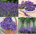 Lavender Seeds - 200 Non-GMO Munstead & Vera Perennial Medicinal Flowers - Lavandula angustifolia Seed Pack