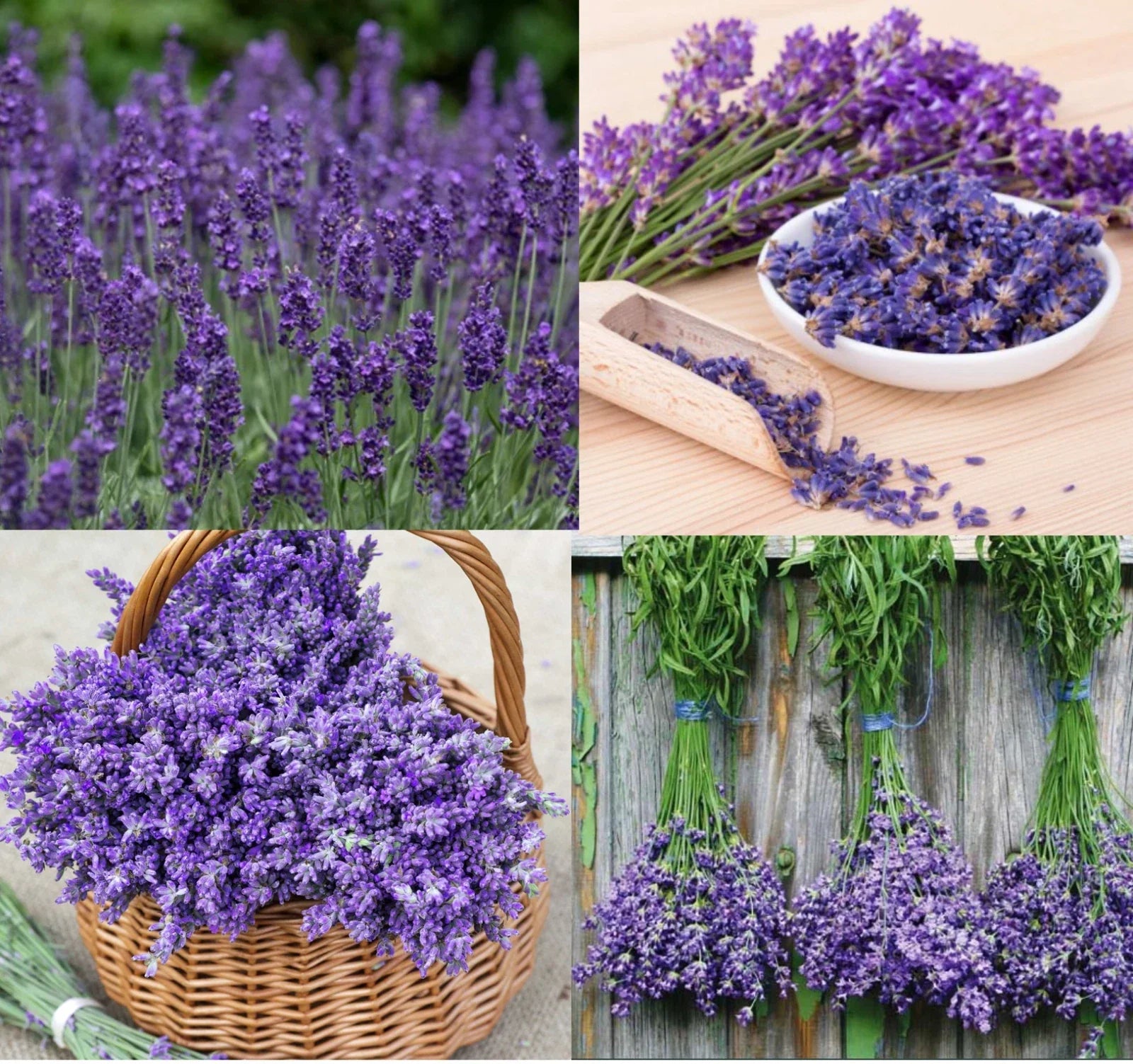 Lavender Seeds - 200 Non-GMO Munstead & Vera Perennial Medicinal Flowers - Lavandula angustifolia Seed Pack