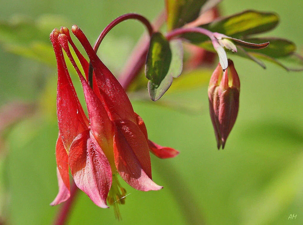 Wild Red Columbine Seeds - Perennial Flower Seeds - Aquilegia canadensis - 100 Seeds for Gardens & Pollinators
