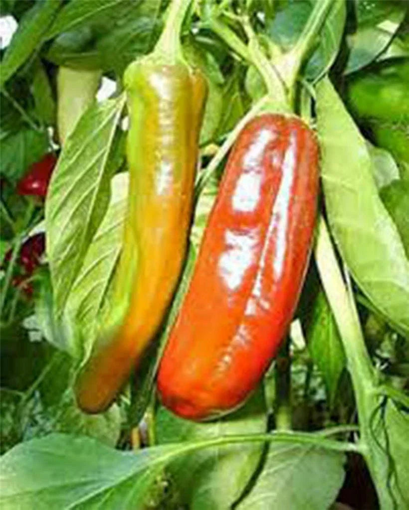 Anaheim Pepper Seeds - 25+ Heirloom Capsicum annuum Mildly Spicy Variety for Fresh or Dried Use
