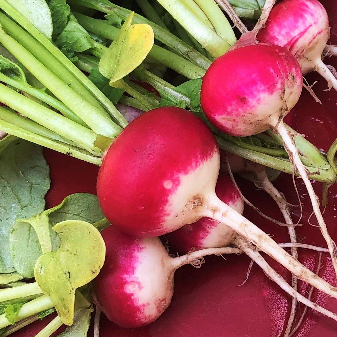 Sparkler Radish Seeds - Red White Globe Roots, Non-GMO, Heirloom, Raphanus sativus, 2025 Variety, Easy to Grow, Salad Garnish