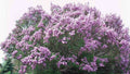 Bare Root Lilac Bush 20" Syringa vulgaris Purple Flowering Fragrant Hedges & Borders