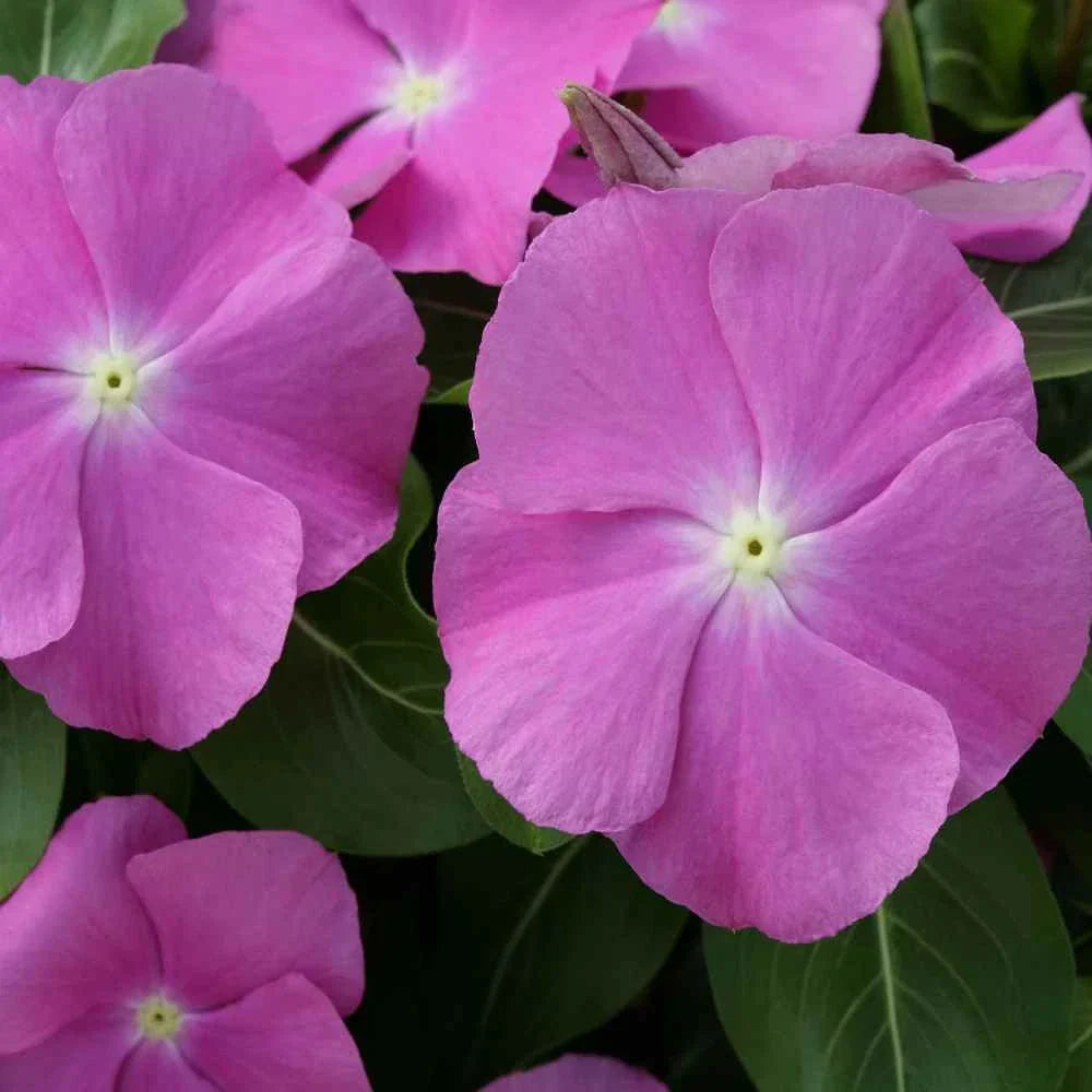 Vinca Hotlik Orchid Eye GL Seeds – 100 Pack, Catharanthus roseus, Annual Flowering Plant for Garden & Landscaping