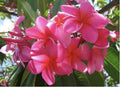 Large Rooted Plumeria Cutting - Pink Plastic Color - 20 Inches with 3 Big Tips - Plumeria rubra