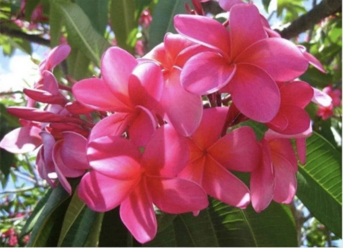 Large Rooted Plumeria Cutting - Pink Plastic Color - 20 Inches with 3 Big Tips - Plumeria rubra