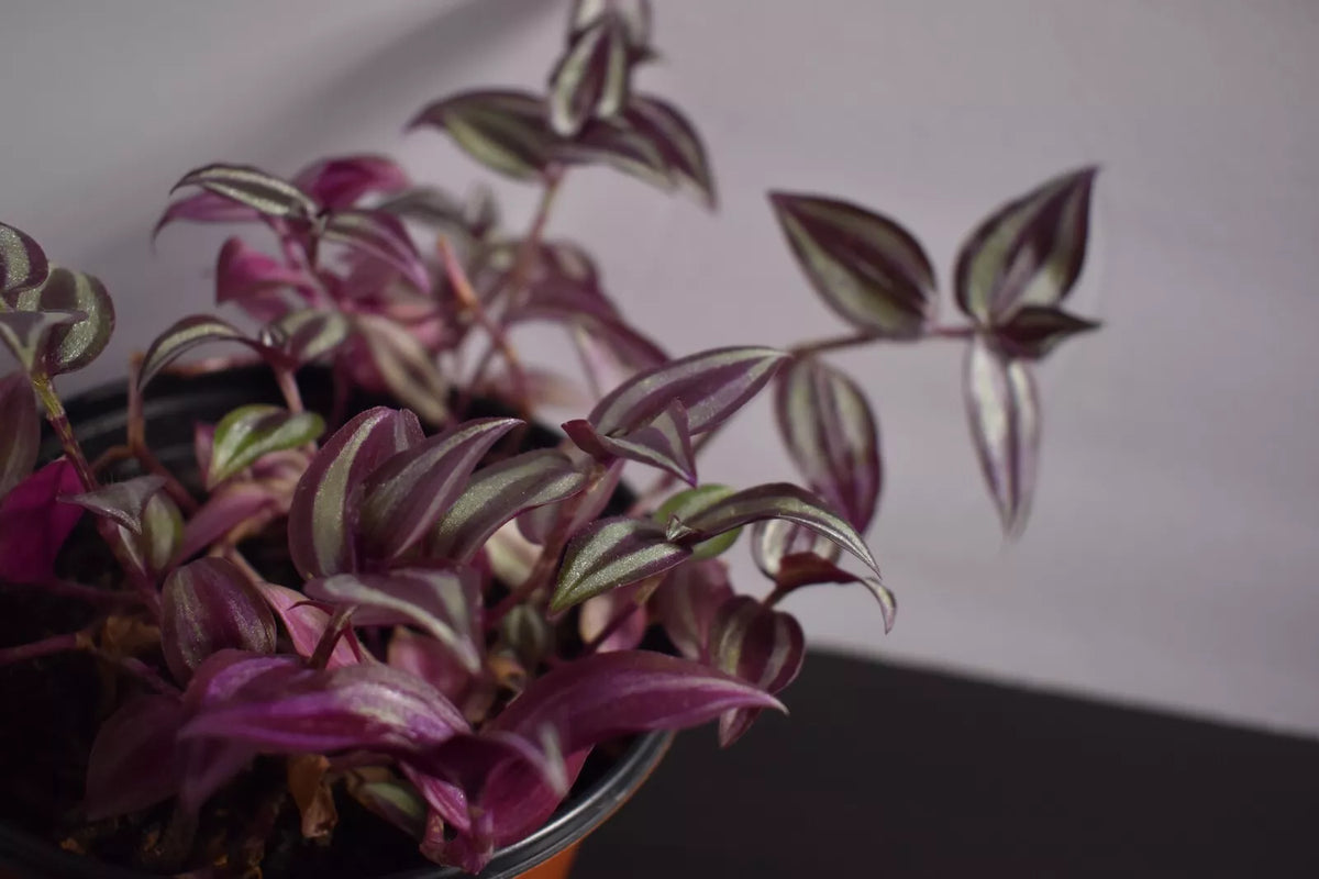 Wandering Jew Cuttings - 12 Fully Rooted Tradescantia zebrina Indoor Plant, Vibrant Foliage, Easy Care, Trailing Houseplant