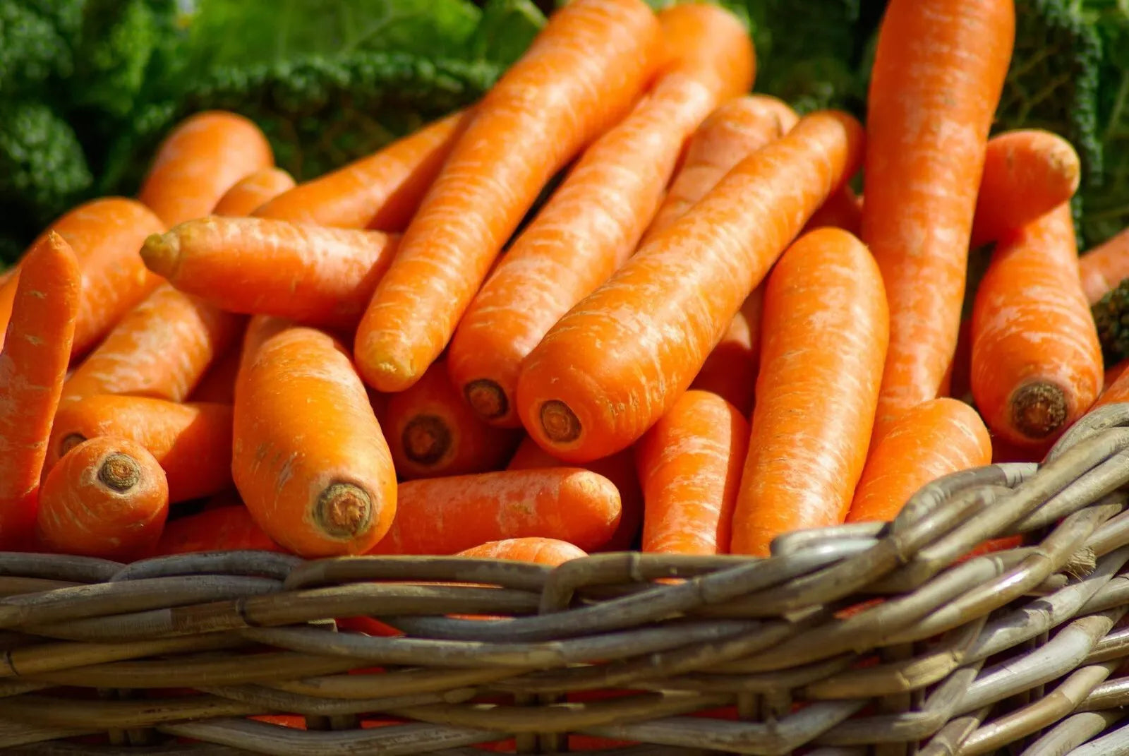 Carrot Seeds - Brilliance Variety - Beta Carotene & Vitamin A - Non-GMO Seed for Home Garden