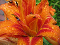 Kwanso Daylily Live Plants - 5 Bare Root Established Plants - Vibrant Orange Flowers - Hemerocallis fulva 'Kwanso'