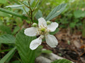 Sand Blackberry Seeds – Rubus cuneifolius Native Berry for Wildlife, Drought-Tolerant, Florida Native Plant, Perennial Shrub, 25 Seeds