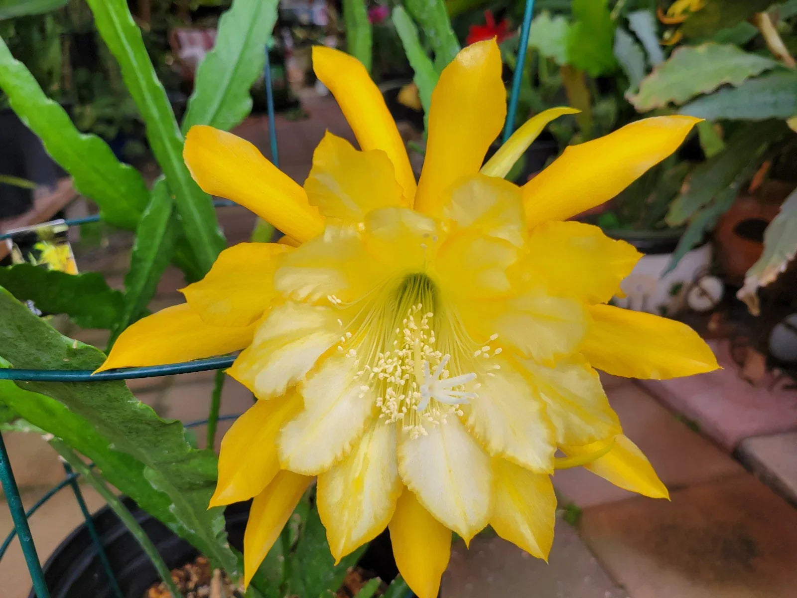 Going Bananas Epiphyllum Cuttings - 8 to 10 Inches Unrooted Plant