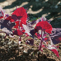 Red Orach Seeds - French Spinach Variety, Atriplex Hortensis, Garden Planting Seeds, Full Sun, Bushy Growth