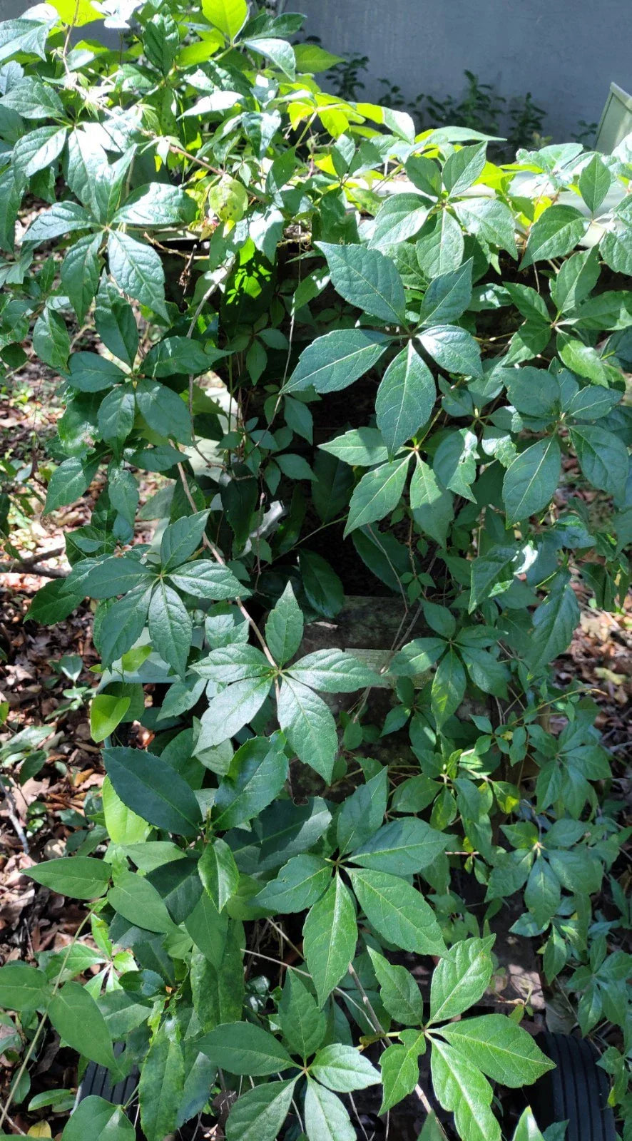 Virginia Creeper Live Vine Clippings - 6+ Florida Grown Parthenocissus quinquefolia for Privacy Fences