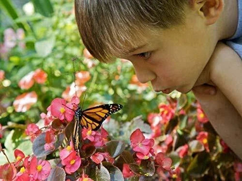 Outdoor Wildflower Seed Kit for Hummingbirds & Monarch Butterflies – Perennial Native Plants for Pollinator Gardens